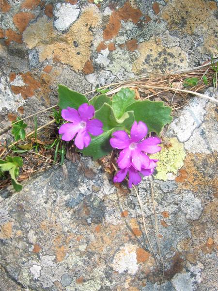 Primule rosse: Primula hirsuta & Primula glaucescens